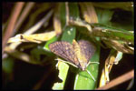 Tropical sod webworm, Photo by G. McIlveen, Jr.